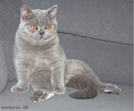 British Shorthair DK*Endoria's Argos billede 3