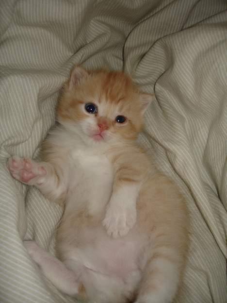 Blanding af racer Cleo *DøD* :( billede 1