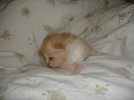 Blanding af racer Cleo *DøD* :( billede 2