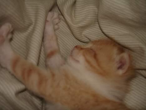 Blanding af racer Cleo *DøD* :( billede 3