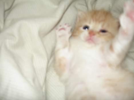 Blanding af racer Cleo *DøD* :( billede 4