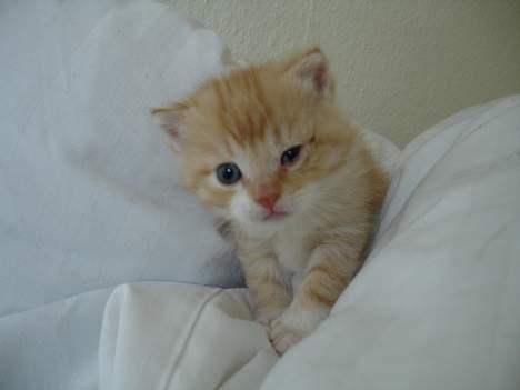 Blanding af racer Cleo *DøD* :( billede 5