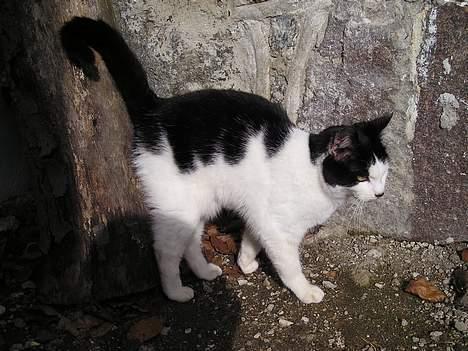 Blanding af racer Sortsnude<3 billede 14