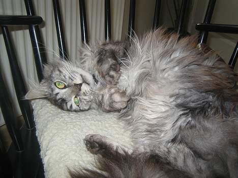 Maine Coon  Chinook Kittery poor boy billede 10