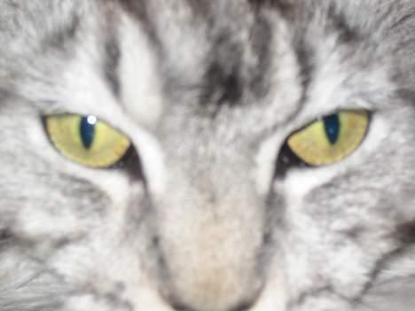 Maine Coon  Chinook Kittery poor boy billede 11