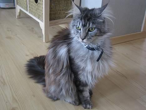 Maine Coon  Chinook Kittery poor boy billede 12