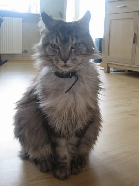 Maine Coon  Chinook Kittery poor boy billede 13