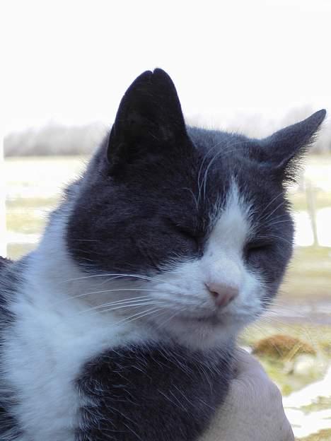 Blanding af racer Vesterbæks Stumbe billede 11