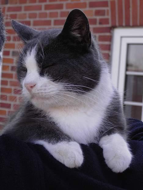 Blanding af racer Vesterbæks Stumbe billede 12