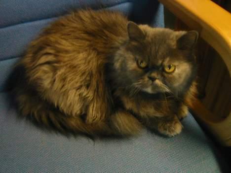 Perser AngelHeart billede 1