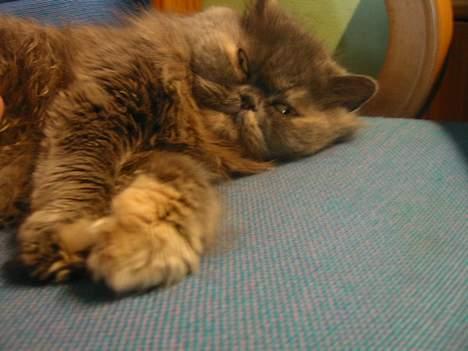 Perser AngelHeart billede 2