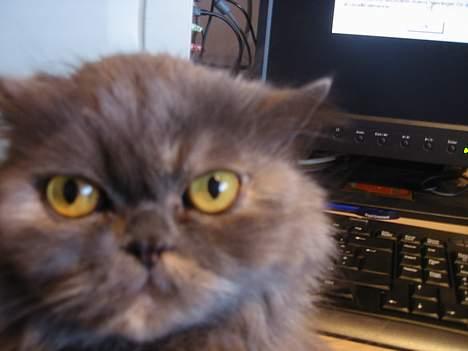 Perser AngelHeart billede 3