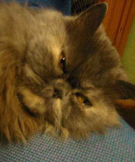 Perser AngelHeart billede 4