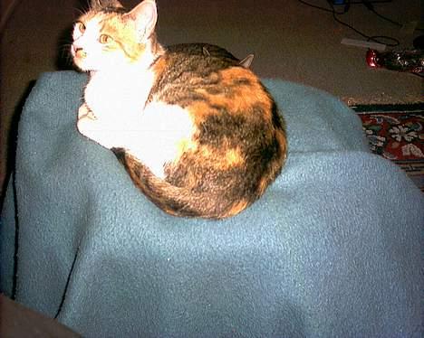 Huskat Bølle/Putte R.I.P billede 1