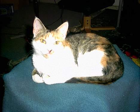 Huskat Bølle/Putte R.I.P billede 3