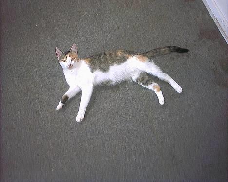 Huskat Bølle/Putte R.I.P billede 4