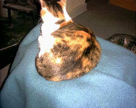 Huskat Bølle/Putte R.I.P billede 5