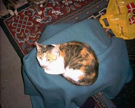 Huskat Bølle/Putte R.I.P billede 6