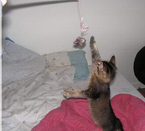 Norsk Skovkat Loke billede 4