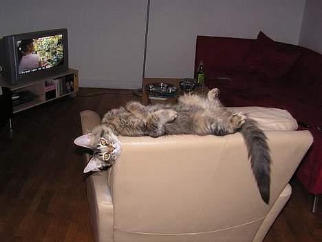 Norsk Skovkat Loke billede 5