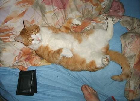 Blanding af racer Filur - er jeg bare ikke nuttet..! billede 9