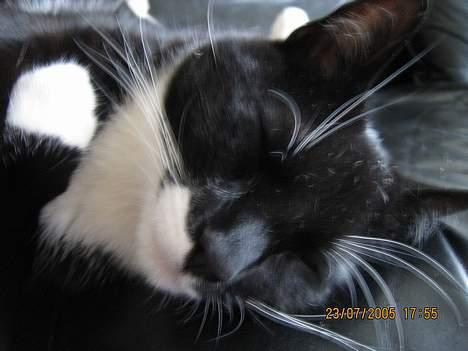 Huskat cosmo - SÅ LAD MIG DOG SOVE!!!!! billede 7