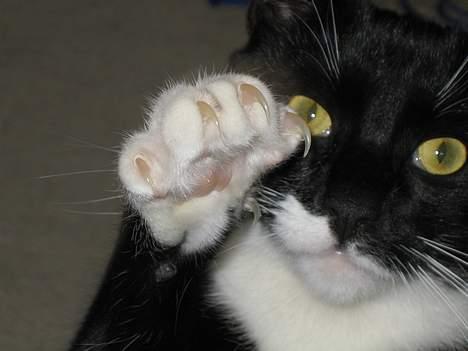 Huskat cosmo - SKAL VI BOKSE???? billede 8