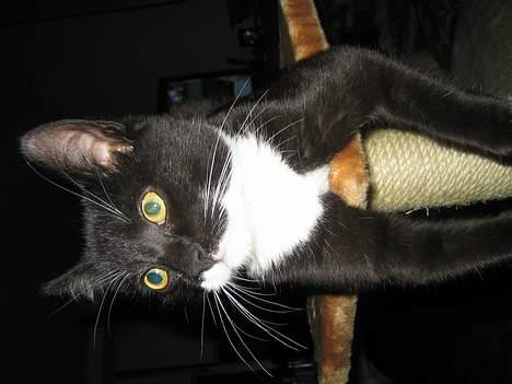 Huskat cosmo - SLAPPER LIGE AF.... billede 9