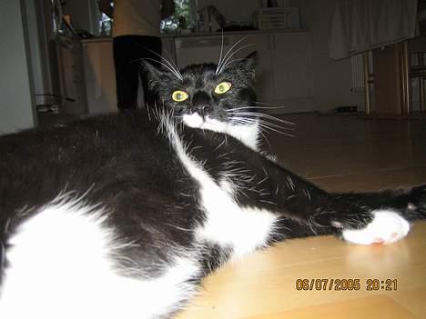 Huskat cosmo - SE MIN TYKKE MAVE.... billede 10