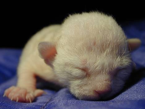 Blanding af racer Rexhåret Siameser-Bella - Her er jeg 2 dage gammel billede 3