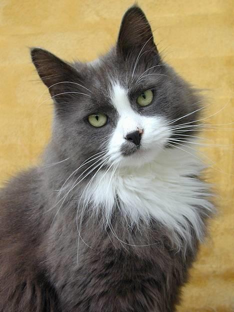 Blanding af racer Jogge billede 1