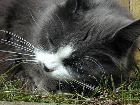 Blanding af racer Jogge billede 2