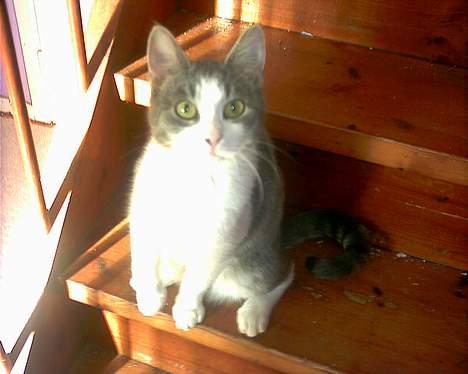 Huskat Kiki - ser jeg fin nok ud nu?? billede 1