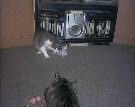 Huskat Kiki billede 2