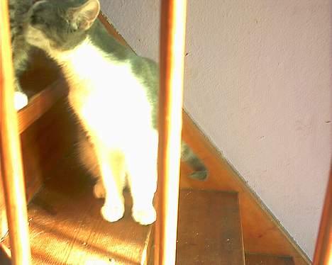 Huskat Kiki billede 3