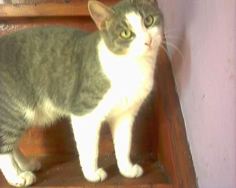 Huskat Kiki - nej jeg laver ikke ballade billede 4