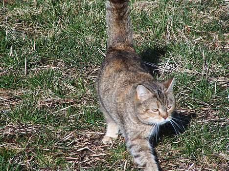 Blanding af racer Rosa <3 billede 7