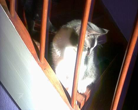 Huskat Kiki - nej jeg laver ikke ballade selvom jeg er kommet bag tremmer *GG* billede 5