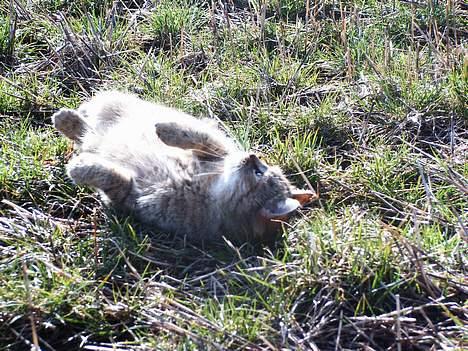 Blanding af racer Rosa <3 billede 8