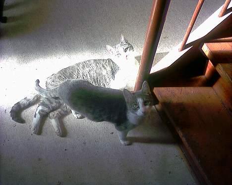 Huskat Kiki - mig og min bror Charlie billede 6