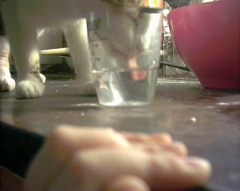 Huskat Bølle/Putte R.I.P billede 7