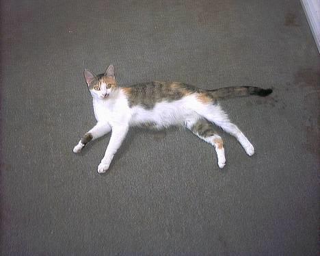 Huskat Bølle/Putte R.I.P billede 8