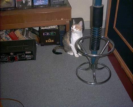 Huskat Bølle/Putte R.I.P billede 9