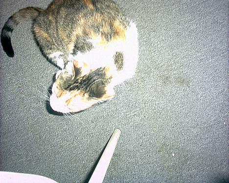 Huskat Bølle/Putte R.I.P billede 10