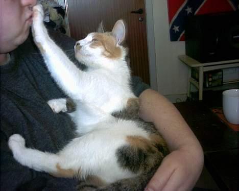 Huskat Bølle/Putte R.I.P - hold kæft mor!!! billede 11