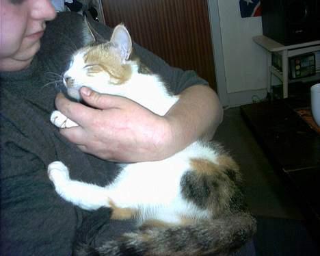 Huskat Bølle/Putte R.I.P - så er det puttetid. billede 12