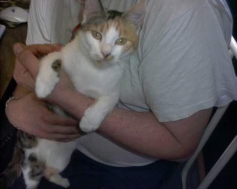 Huskat Bølle/Putte R.I.P billede 13