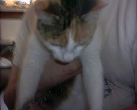 Huskat Bølle/Putte R.I.P - så hænger vi lige lidt ud  billede 14