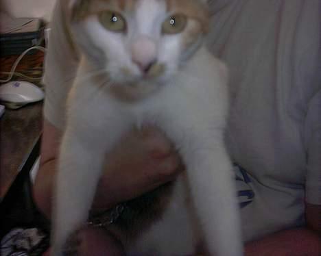 Huskat Bølle/Putte R.I.P billede 15