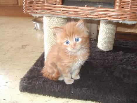 Blanding af racer  Maincoon Sigurd billede 11